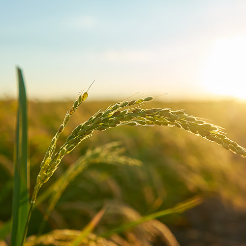 Agriculture